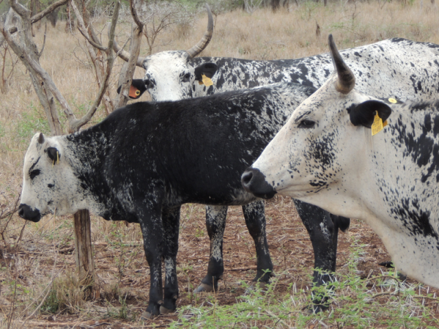 The value of PURE indigenous African cattle breeds