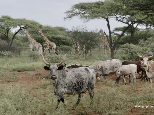 Nguni and Boran Cattle: Conservation Allies in African Rangelands